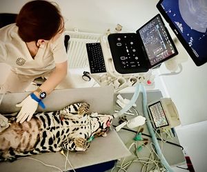 Dziki kot u weterynarza.