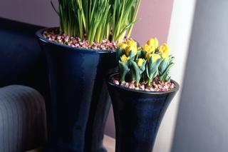 Narcyzy i tulipany