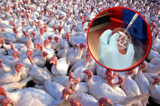 Ptasia grypa zaatakowała na fermie indyków. Wybito dziesiątki tysięcy ptaków
