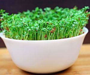 Rzeżucha – cenne źródło witamin i mikroelementów