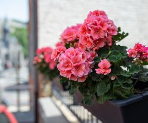 Za radą ogrodnika podlewam tym swoje pelargonie w okresie kwitnienia. Bujne kwiaty dosłownie wylewają się z doniczek. Domowy nawóz do pelargonii