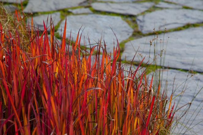 Imperata cylindryczna 'Red Baron'