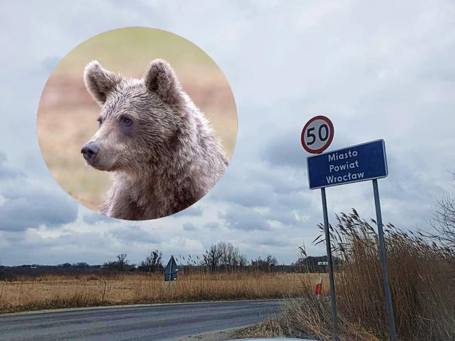 „Po Wrocławiu biega niedźwiadek”. To zgłoszenie postawiło służby na równe nogi 