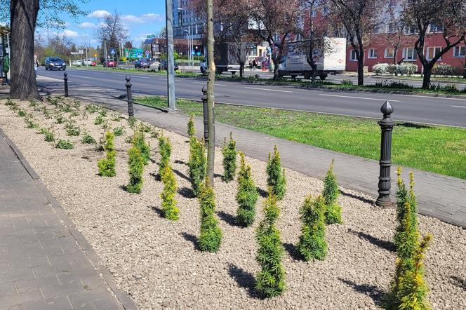 pila.pl