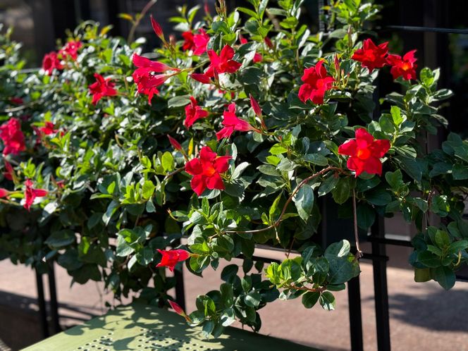 Dipladenia, mandevilla