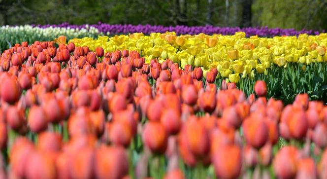 Widok tulipanów w łódzkim Botaniku zapiera dech w piersiach