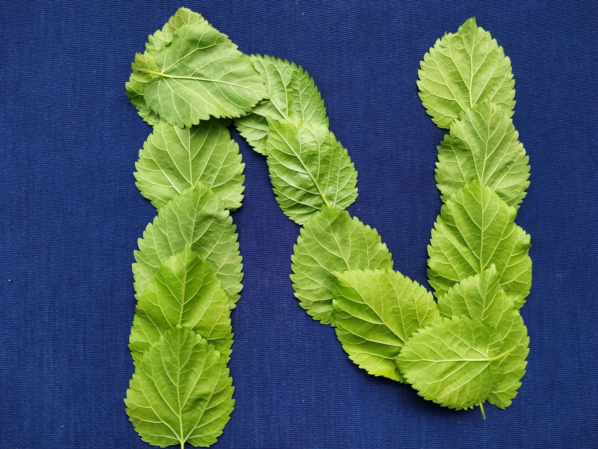 Quiz Jedzenie Na Liter N Znasz Odpowiedzi Na Wszystkie Pytania 