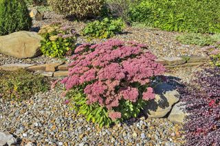 Rozchodnik okazały - Sedum spectabile