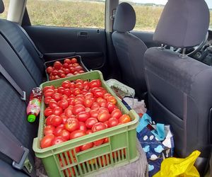 Samozbiory pomidorów na plantacji w Niewirkowie cieszą się powodzeniem