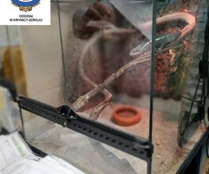 Dramatyczna interwencja w sklepie zoologicznym na Śląsku. Zwierzęta przetrzymywane w skandalicznych warunkach