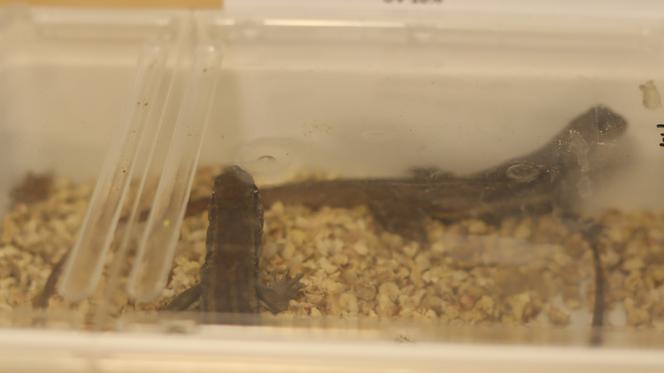 Można było węża, czy kupić żabę. W lubelskich targach zaroiło się od gadów i nie tylko