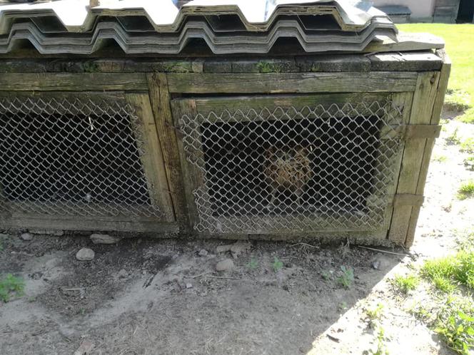 Kłusownik porwał małe jastrzębie. Trzymał je w ciasnych klatkach! Są w tragicznym stanie! 