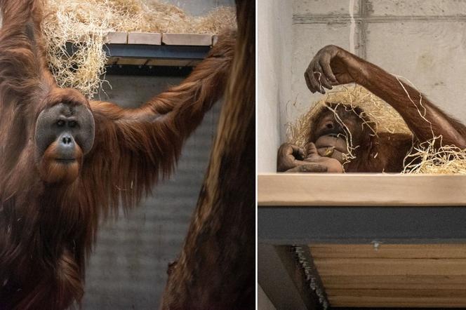 Orangutany nowymi mieszkańcami łódzkiego Orientarium