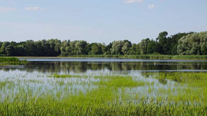 Setki stawów i tysiące ptaków. Odkryj największy rezerwat tego typu w Polsce 