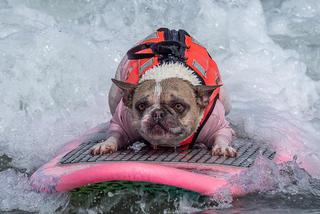 Francuski piesek mistrzem surfingu