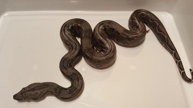 Siedemnaście węży boa urodziło się w Nowym Sączu! Zobacz, jak wyglądają! [WIDEO, ZDJĘCIA]