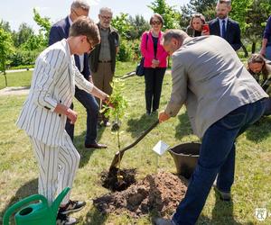 Potomek Dęba Bartka wyrośnie w Ogrodzie Botanicznym w Kielcach