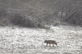Przez wilki ludzie boją się wychodzić z domów