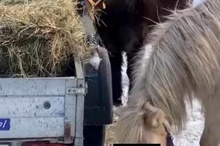 Kuce z Ady kradną sianko