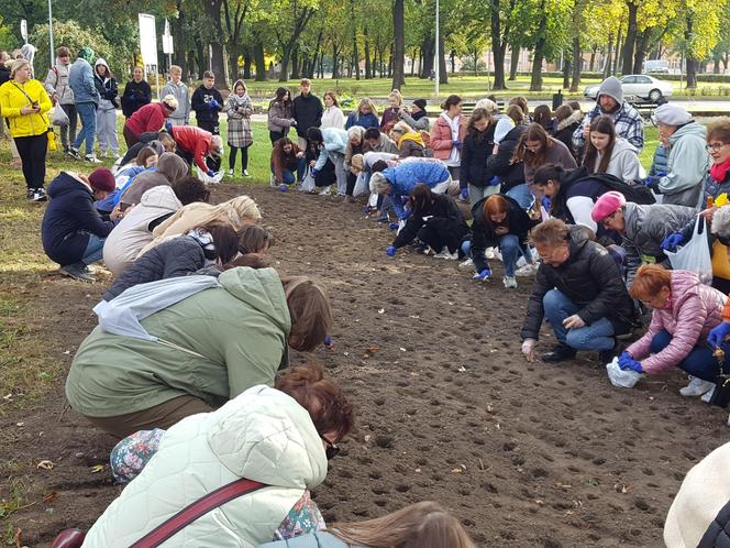 Nie tylko żonkile. Tysiące cebulek kwiatowych posadzono dziś na Polu Nadziei w Lesznie