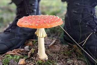 Grzybiarzu, uważaj! Oto 7 zasad, które uratują ci życie w lesie. Mamy wskazówkę, jak uniknąć trujących okazów 