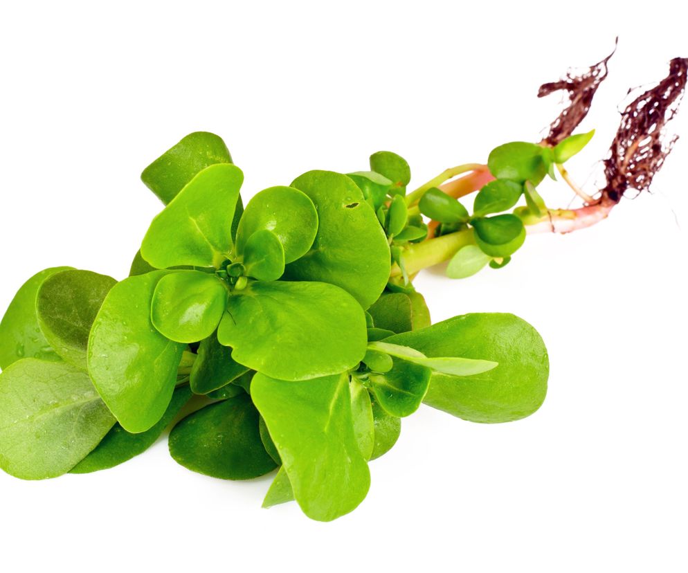 Portulaka pospolita (portulaka warzywna,  Portulaca oleracea L. ) ma wiele prozdrowotnych właściwości.