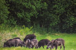 Dzik jest dziki! [ZDJĘCIE DNIA]