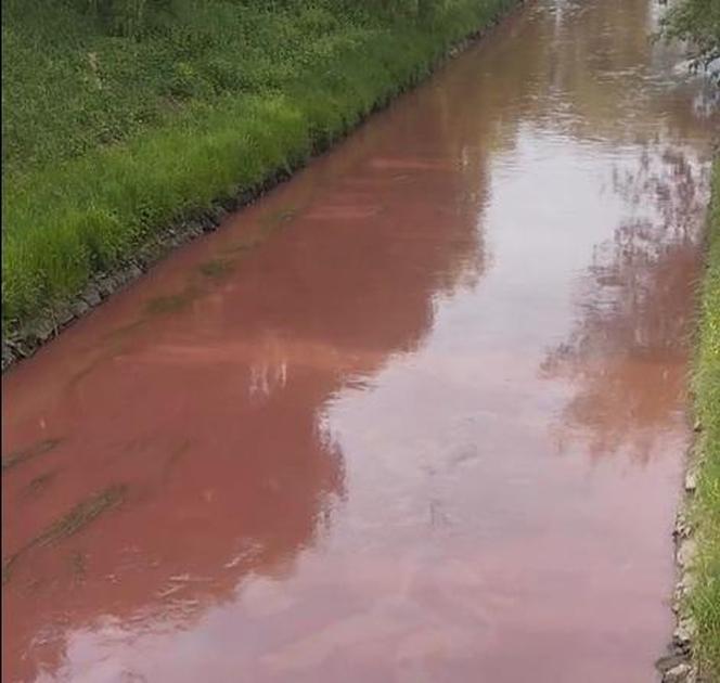 Tak wygląda rzeka Brynica. Wodą spłynęły rozpuszczone chemikalia po pożarze w Siemianowicach Śląskich