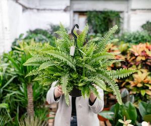 Ruszył sezon grzewczy, to najgorszy czas dla paprotki. Podlewaj ją w ten sposób, inaczej zamiast gęstych zielonych liści, zobaczysz suche brunatne badyle