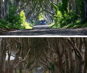 The Dark Hedges w Irlandii Północnej 