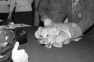 Vive la Résistance! W oku patrzącego