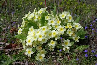 Pierwiosnek bezłodygowy (Primula vulgaris)