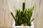 Sansewieria gwinejska - Sansevieria trifasciata