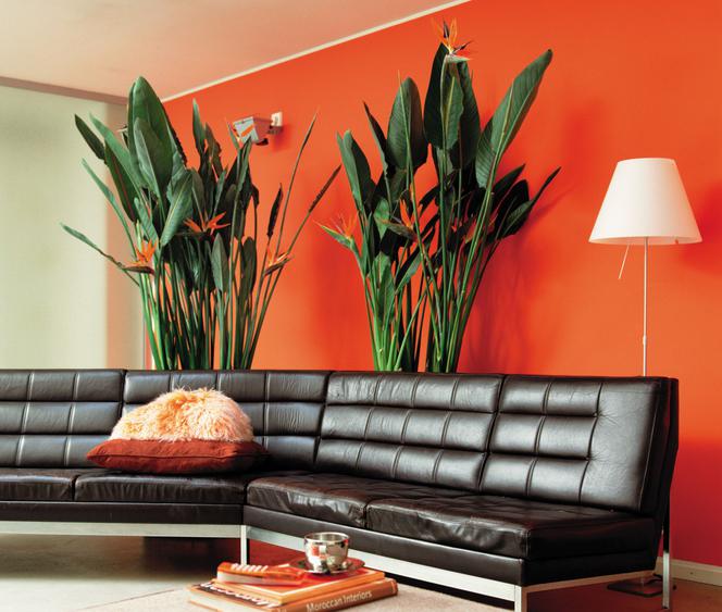 Strelicja królewska