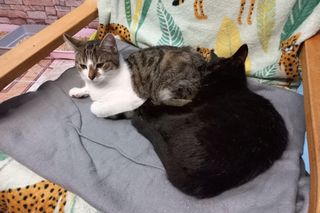 Poszukiwani wolontariusze do pomocy w Kociarni w Lesznie