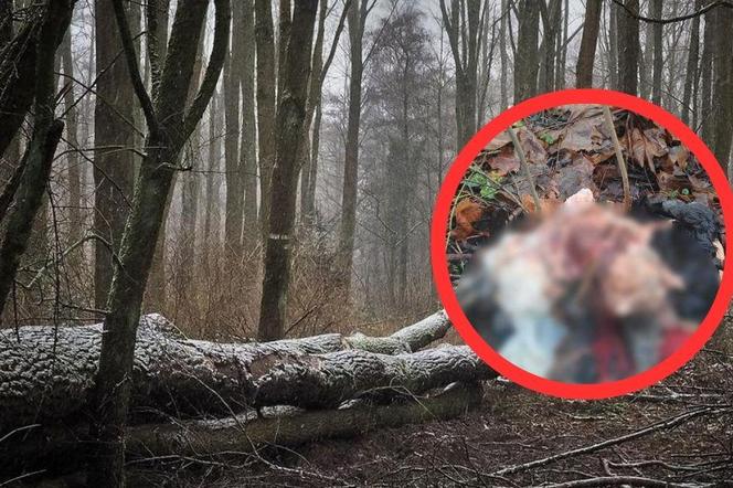 Śląskie: Makabryczne odkrycie w lesie pod Rybnikiem. Znaleziono oskórowanego psa bez łap ZDJĘCIA +18‬