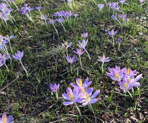 Pierwsze oznaki wiosny we Wrocławiu. Ogród Botaniczny pełen przebiśniegów i krokusów