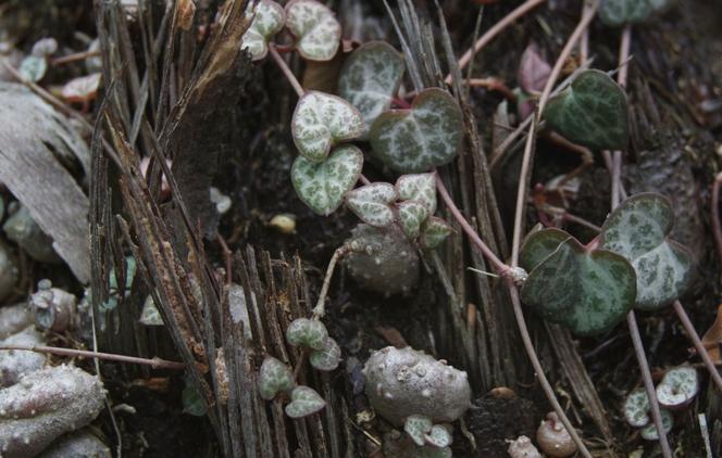 Ceropegia Wooda