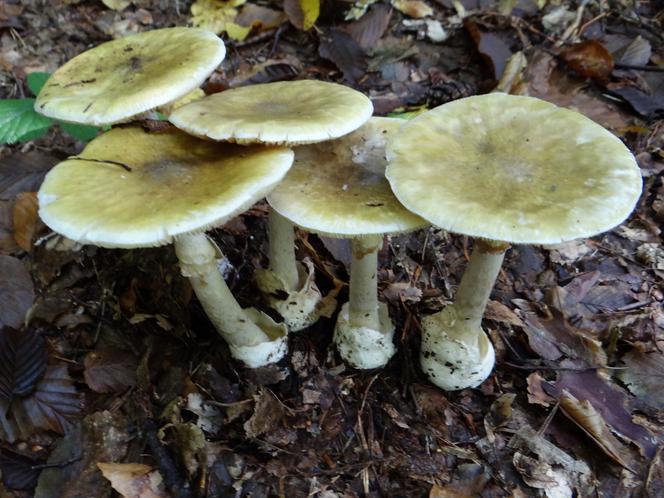 Sezon na grzyby 2021: Które grzyby trujące są podobne do jadalnych?