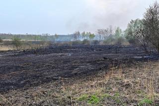 Pożar traw w krakowskiej dzielnicy Dębniki