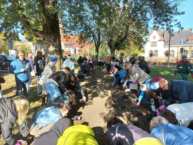 2 tysiące żonkili posadzono na Polu Nadziei w Lesznie. To symbol walki z rakiem