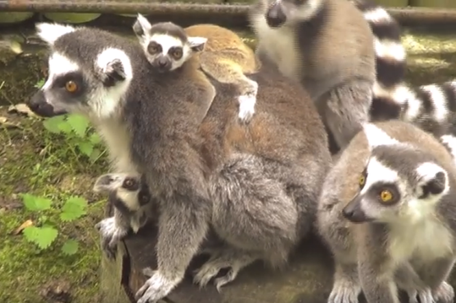 Rodzina lemurów katta