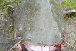 Sum gigant Rafała Kopra