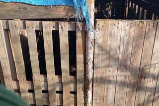 Pies uratowany przez policjantów z Tczewa