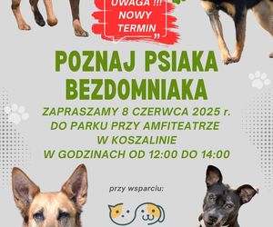 Poznaj psiaka bezdomniaka w Koszalinie