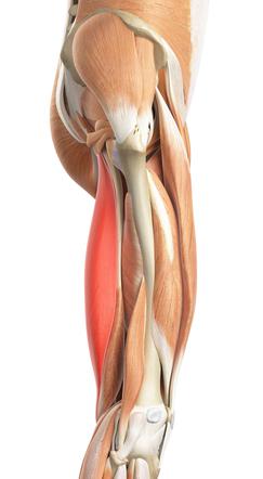 Mięśnie kulszowo goleniowe - anatomia