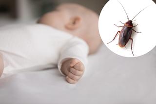 Nie żyje 1,5-miesięczna dziewczynka. Zabił ją preparat na karaluchy?