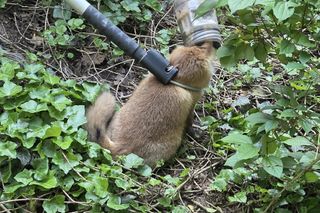 Niecodzienna akcja ratunkowa w Józefowie. Lis utknął w słoiku 