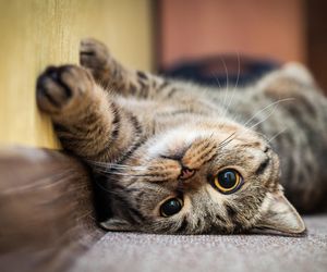 Słodkie imiona dla kotek