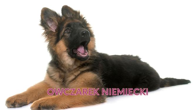 Najpopularniejsze rasy psów w Polsce. Jesteś właścicielem jednego z nich? 